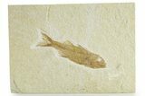 Uncommon Juvenile Fish Fossil (Mioplosus) - Wyoming #363778-1